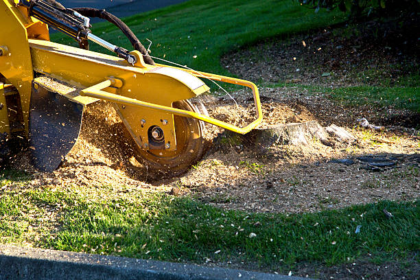 Large Tree Removal in Midland City, AL